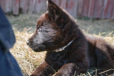 Güzel Alman çoban köpekleri, Skaraborg İsveç 'teki bir çiftlikte güneşli bir bahar gününde çevrelerinde oynuyorlar.