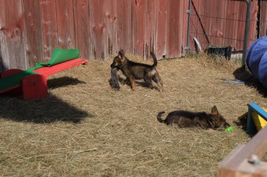 Güzel Alman çoban köpekleri, Skaraborg İsveç 'teki bir çiftlikte güneşli bir bahar gününde çevrelerinde oynuyorlar.