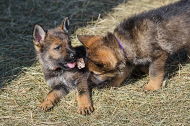 Güzel Alman çoban köpekleri, Skaraborg İsveç 'teki bir çiftlikte güneşli bir bahar gününde çevrelerinde oynuyorlar.