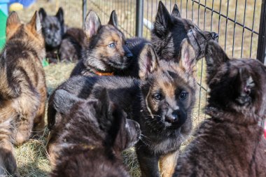 Güzel Alman çoban köpekleri, Skaraborg İsveç 'teki bir çiftlikte güneşli bir bahar gününde çevrelerinde oynuyorlar.