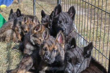 Güzel Alman çoban köpekleri, Skaraborg İsveç 'teki bir çiftlikte güneşli bir bahar gününde çevrelerinde oynuyorlar.