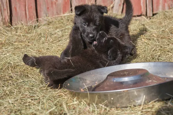 Güzel Alman çoban köpekleri, Skaraborg İsveç 'teki bir çiftlikte güneşli bir bahar gününde çevrelerinde oynuyorlar.