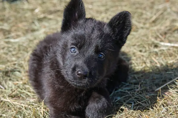 Güzel Alman çoban köpekleri, Skaraborg İsveç 'teki bir çiftlikte güneşli bir bahar gününde çevrelerinde oynuyorlar.