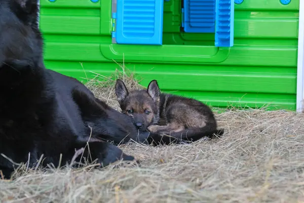 Güzel Alman çoban köpekleri, Skaraborg İsveç 'teki bir çiftlikte güneşli bir bahar gününde çevrelerinde oynuyorlar.