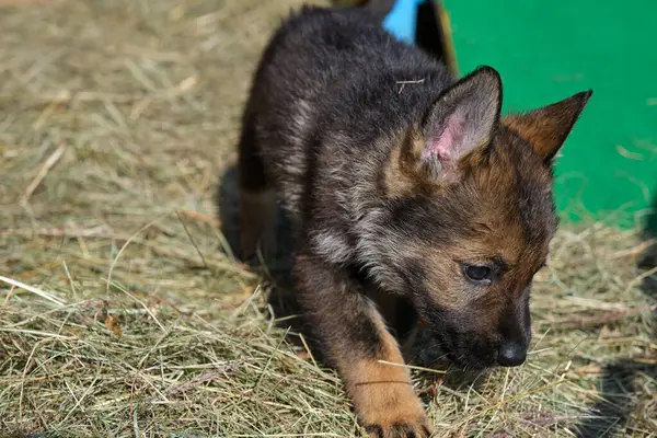 Güzel Alman çoban köpekleri, Skaraborg İsveç 'teki bir çiftlikte güneşli bir bahar gününde çevrelerinde oynuyorlar.