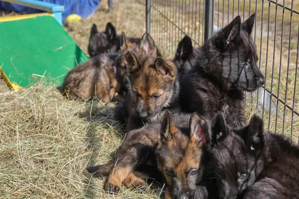 Güzel Alman çoban köpekleri, Skaraborg İsveç 'teki bir çiftlikte güneşli bir bahar gününde çevrelerinde oynuyorlar.