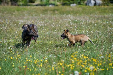Skaraborg İsveç 'teki bir çiftlikte güneşli bir yaz gününde annesiyle çayırda oynayan güzel Alman çoban köpeği yavrusu.