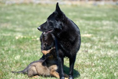 Skaraborg İsveç 'te güneşli bir yaz gününde annesiyle çayırda gezen güzel Alman çoban köpeği.