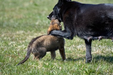 Skaraborg İsveç 'te güneşli bir yaz gününde annesiyle çayırda gezen güzel Alman çoban köpeği.