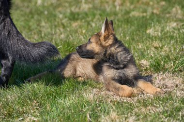 Skaraborg İsveç 'te güneşli bir yaz gününde annesiyle çayırda gezen güzel Alman çoban köpeği.