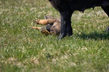 Skaraborg İsveç 'te güneşli bir yaz gününde annesiyle çayırda gezen güzel Alman çoban köpeği.