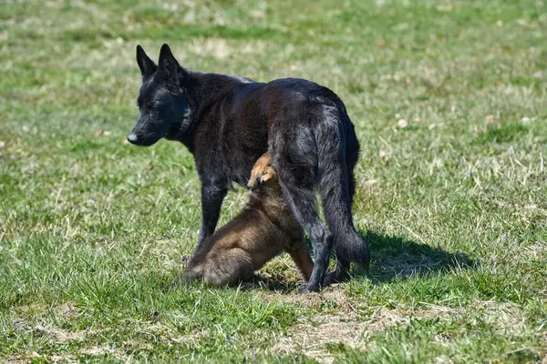 stock image Beautiful German Shepherd puppy with his mother on a meadow on a sunny summer day in Skaraborg Sweden