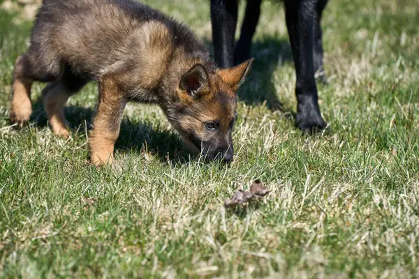 stock image Beautiful German Shepherd puppy with his mother on a meadow on a sunny summer day in Skaraborg Sweden