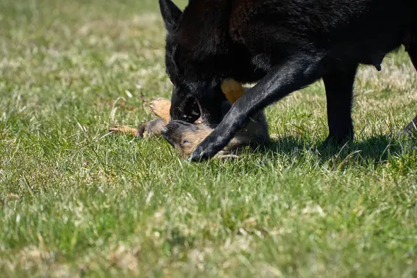 stock image Beautiful German Shepherd puppy with his mother on a meadow on a sunny summer day in Skaraborg Sweden