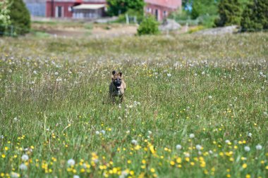 Skaraborg İsveç 'te güneşli bir yaz gününde çayırda oynayan güzel Alman çoban köpeği yavrusu.