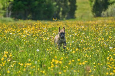 Skaraborg İsveç 'te güneşli bir yaz gününde çayırda oynayan güzel Alman çoban köpeği yavrusu.