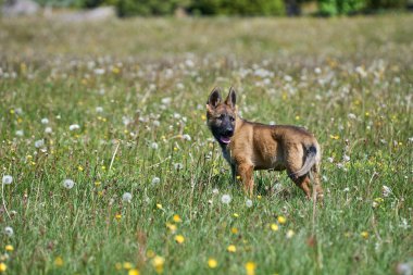 Skaraborg İsveç 'te güneşli bir yaz gününde çayırda oynayan güzel Alman çoban köpeği yavrusu.