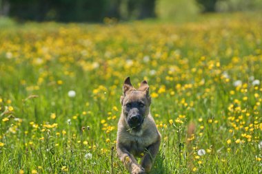 Skaraborg İsveç 'te güneşli bir yaz gününde çayırda oynayan güzel Alman çoban köpeği yavrusu.