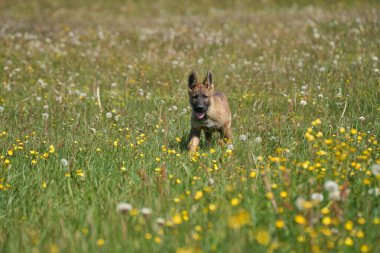 Skaraborg İsveç 'te güneşli bir yaz gününde çayırda oynayan güzel Alman çoban köpeği yavrusu.