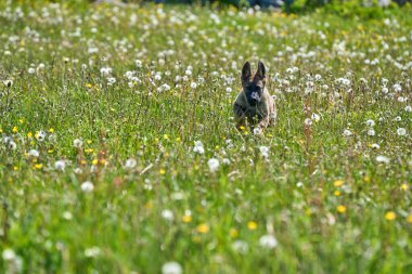 Skaraborg İsveç 'te güneşli bir yaz gününde çayırda oynayan güzel Alman çoban köpeği yavrusu.