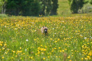 Skaraborg İsveç 'te güneşli bir yaz gününde çayırda oynayan güzel Alman çoban köpeği yavrusu.