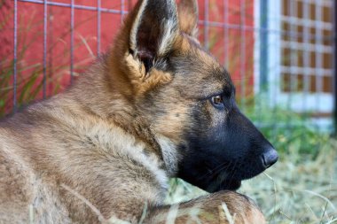 Skaraborg İsveç 'te bir yaz günü bahçedeki güzel gri Alman çoban köpeği yavrusu.