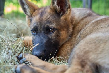 Skaraborg İsveç 'te bir yaz günü bahçedeki güzel gri Alman çoban köpeği yavrusu.