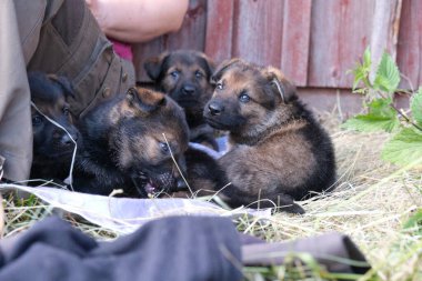 İsveç 'in Skaraborg bölgesindeki bir çiftlikte dinlenen güzel Alman çoban köpekleri.