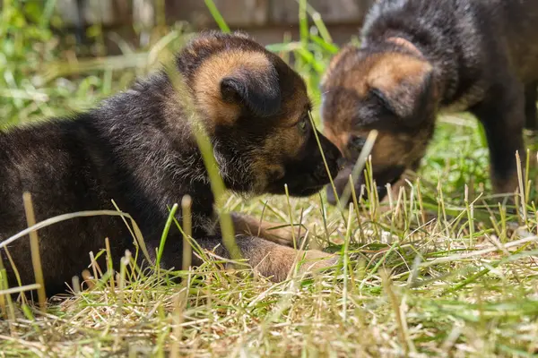 İsveç 'in Skaraborg bölgesindeki bir çiftlikte dinlenen güzel Alman çoban köpekleri.