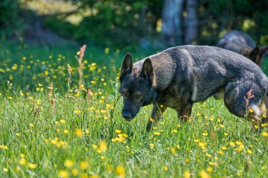 Skaraborg İsveç 'te güneşli bir bahar gününde çayırda oynayan güzel Alman çoban köpeği.