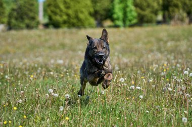 Skaraborg İsveç 'te güneşli bir bahar gününde çayırda oynayan güzel Alman çoban köpeği.