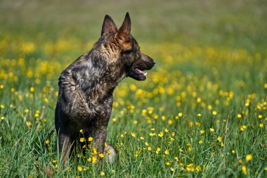 Skaraborg İsveç 'te güneşli bir bahar gününde çayırda oynayan güzel Alman çoban köpeği.