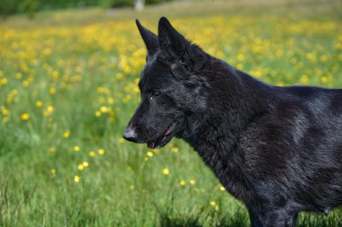 Skaraborg İsveç 'te güneşli bir bahar gününde çayırda oynayan güzel Alman çoban köpeği.