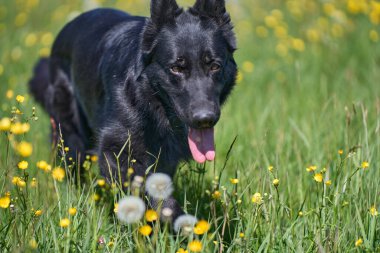 Skaraborg İsveç 'te güneşli bir bahar gününde çayırda oynayan güzel Alman çoban köpeği.