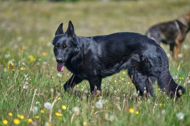 Skaraborg İsveç 'te güneşli bir bahar gününde çayırda oynayan güzel Alman çoban köpeği.