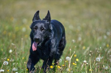 Skaraborg İsveç 'te güneşli bir bahar gününde çayırda oynayan güzel Alman çoban köpeği.