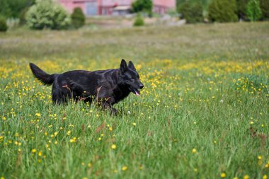 Skaraborg İsveç 'te güneşli bir bahar gününde çayırda oynayan güzel Alman çoban köpeği.