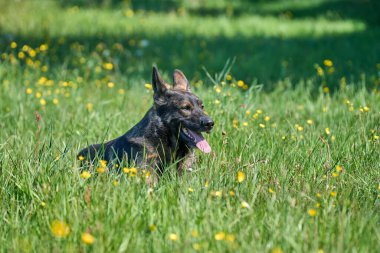 Skaraborg İsveç 'te güneşli bir bahar gününde çayırda oynayan güzel Alman çoban köpeği.