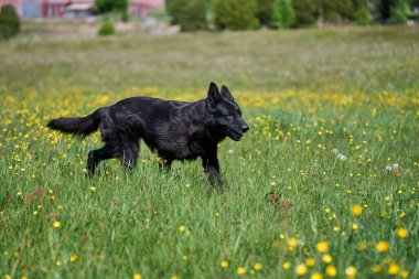 Skaraborg İsveç 'te güneşli bir bahar gününde çayırda oynayan güzel Alman çoban köpeği.