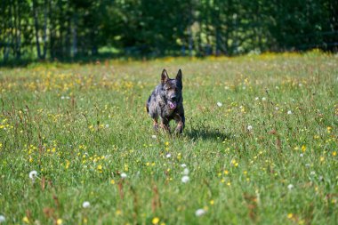 Skaraborg İsveç 'te güneşli bir bahar gününde çayırda oynayan güzel Alman çoban köpeği.