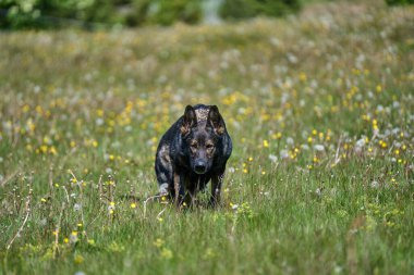 Skaraborg İsveç 'te güneşli bir bahar gününde çayırda oynayan güzel Alman çoban köpeği.