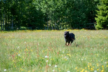 Skaraborg İsveç 'te güneşli bir bahar gününde çayırda oynayan güzel Alman çoban köpeği.