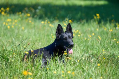 Skaraborg İsveç 'te güneşli bir bahar gününde çayırda oynayan güzel Alman çoban köpeği.