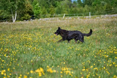 Skaraborg İsveç 'te güneşli bir bahar gününde çayırda oynayan güzel Alman çoban köpeği.