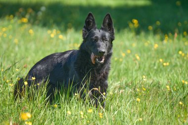 Skaraborg İsveç 'te güneşli bir bahar gününde çayırda oynayan güzel Alman çoban köpeği.