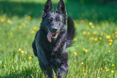 Skaraborg İsveç 'te güneşli bir bahar gününde çayırda oynayan güzel Alman çoban köpeği.