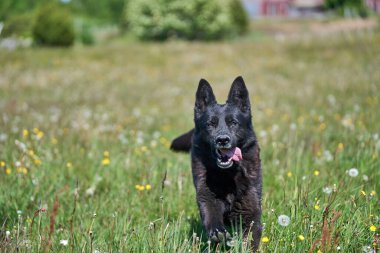 Skaraborg İsveç 'te güneşli bir sonbahar gününde çayırdaki güzel bir Alman çoban köpeğinin portresi.