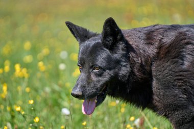 Skaraborg İsveç 'te güneşli bir sonbahar gününde çayırdaki güzel bir Alman çoban köpeğinin portresi.