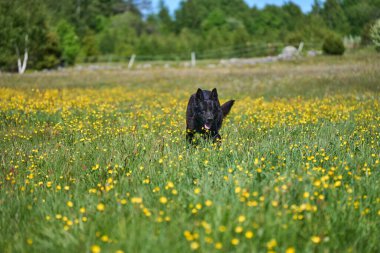 Skaraborg İsveç 'te güneşli bir sonbahar gününde çayırdaki güzel bir Alman çoban köpeğinin portresi.