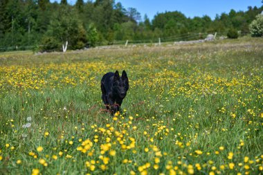 Skaraborg İsveç 'te güneşli bir sonbahar gününde çayırdaki güzel bir Alman çoban köpeğinin portresi.